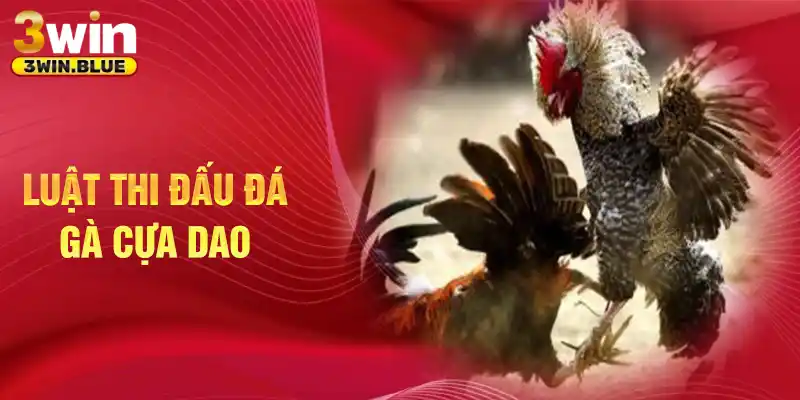 Luật thi đấu đá gà cựa dao