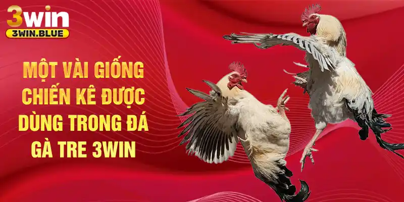 Một vài giống chiến kê được áp dụng trong đá gà tre 3win