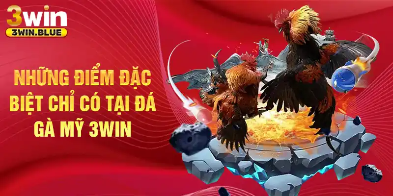 Những điểm đặc biệt chỉ có tại đá gà mỹ 3win