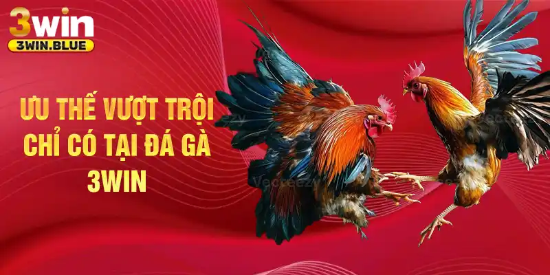 Ưu thế vượt trội chỉ có tại đá gà 3win